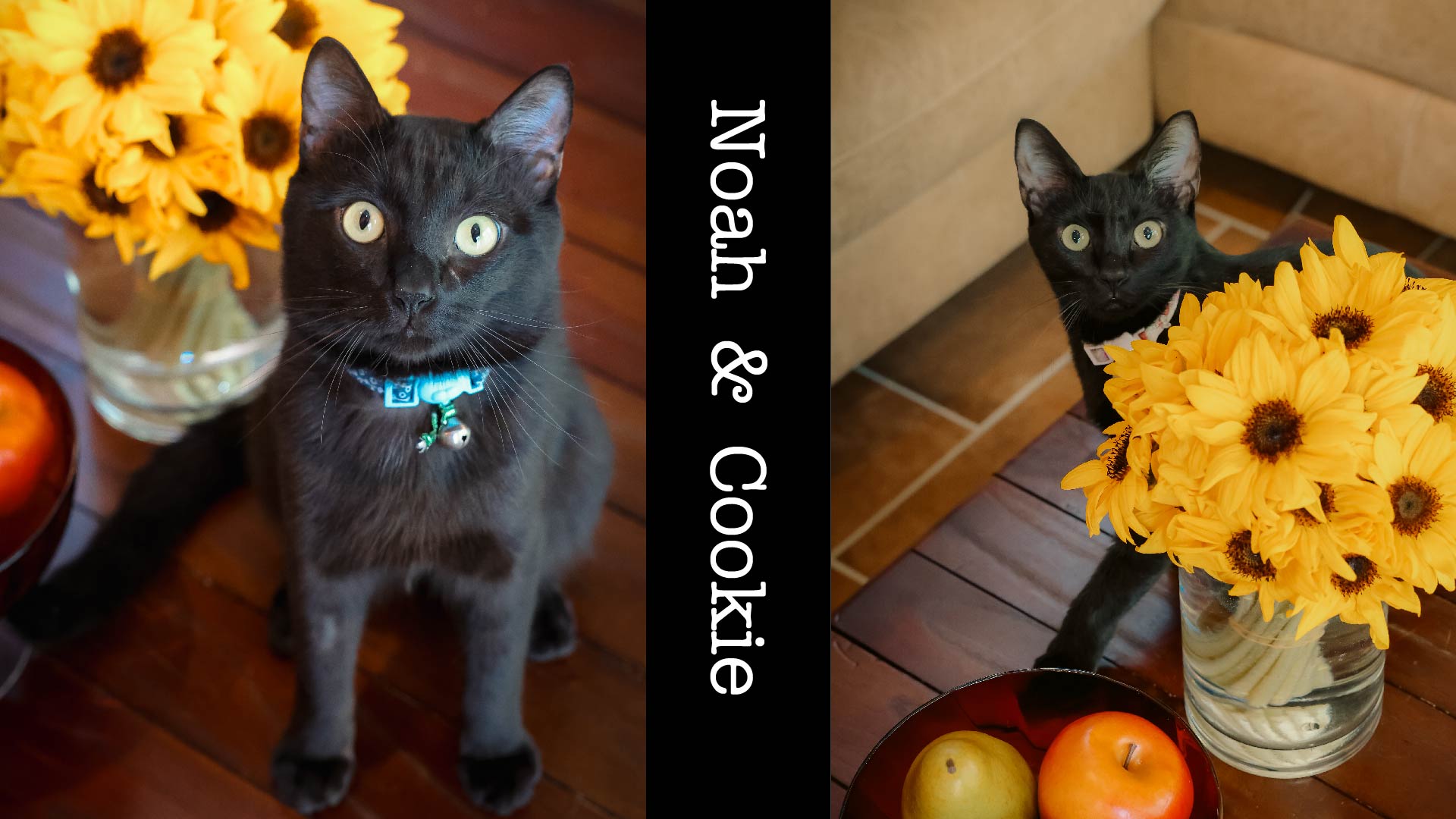 のあとくっきー